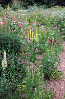 Chaerophyllum temulum with Diascia personata and Verbascum chaixii in Holbrook Garden, Devon, UK