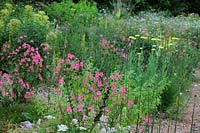 Chaerophyllum temulum with Diascia personata and Verbascum chaixii in Holbrook Garden, Devon, UK