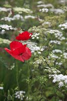 Chaerophyllum temulum with Papaver commutatum