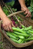 Woman Gardener picking Broad beans - Vicia faba 'Witkiem Manita' AGM, Beetroot Beta vulgaris 'Boltardy' AGM and the first harvested Garlic - Allium sativum 'Albigensian Wight'