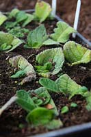 Leaf cuttings of Streptocarpus with new plants growing away