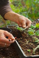 Leaf cuttings of Streptocarpus with new plants growing away - pricking out and potting on