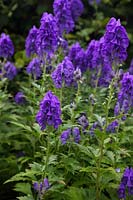 Aconitum carmichaelii  - Arendsii Group -  'Arendsii' AGM