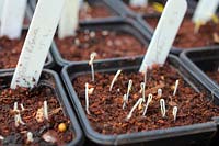 Germinating tomato seedlings - Solanum lycopersicum - sown mid February