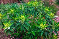 Selected Euphorbia x pasteuri seedling of compact habit in Holbrook Garden, Devon, UK