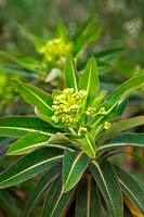 Selected Euphorbia x pasteuri seedling of compact habit in Holbrook Garden, Devon, UK