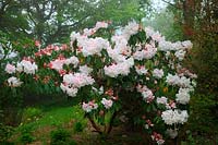 Rhododendron  - Loderi Group -  'Loderi King George' AGM in Holbrook Garden, Devon