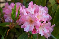 Rhododendron 'Naomi' - Hollam House, Dulverton, Somerset in late May