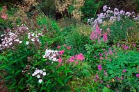 Holbrook Garden, Devon. The pink garden in July with Geranium 'Patricia', Phlox paniculata 'Monica Lynden-Bell', Stipa gigantea, Astilbe 'Cattleya' and Campanula lactiflora 'Loddon Anna' AGM