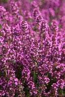 Thymus 'Dartmoor'