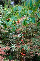 Tamus communis - Black Bryony clambers through Pieris japonica 'Little Heath' , Corylopsis sinensis var. calvescens f. veitchiana AGM and Euonymus fortunei 'Emerald Gaiety'  - v -  AGM