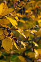 Betula medwediewii autumn foliage