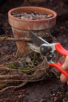 Taking root cuttings of Echinops ritro in autumn - clay pot - cutting suitable root