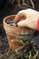 Taking root cuttings of Echinops ritro in autumn - clay pot - placig cuttings in gritty compost