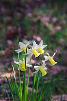Narcissus 'Tracey'  - 6 -  early March