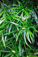 Willowleaf podocarp - Podocarpus salignus