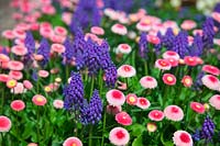 Bella perennis Medicis Rose - Pink daisy with Muscari armeniacum Armenian grape hyacinth - spring bedding