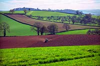 Spring cultivation - rolling - in the livid green early spring fields of East Devon near Killerton, Exeter with an old apple orchard middle distance