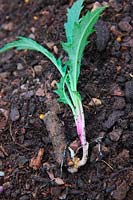 Echinops ritro root cuttings taken November shown April