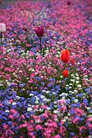 Myosotis - Forget me not spring bedding in pink, blue and white - by accident or deign - a few rogue tulips add much extra interest to an otherwise 2 dimensional planting