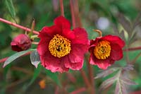 Paeonia 'Eastgrove Ruby Lace'