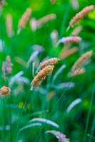 Meadow Fox-tail Alopecurus pratensis