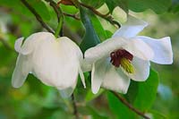 Magnolia wilsonii AGM