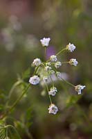 Chaerophyllum temulum flower Rough Chervil