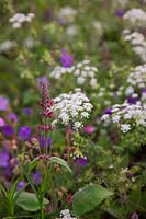 Rough Chervil -Chaerophylum temulum with Hedge Woundwort - Stachys sylvatica