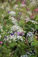 Rough Chervil -Chaerophylum temulum