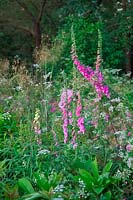 Digitalis purpurea with Thalictrum aquiilegiafolium and Rough Chervil -Chaerophylum temulum