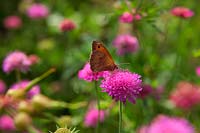 Maniola jurtina Meadow Brown butterfly on Knautia 'Melton Pastels'