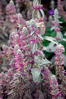 Stachys byzantina 'Fuzzy Wuzzy'