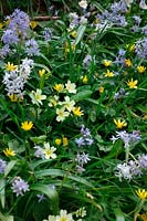 Scilla bifolia with Primula vulgaris - Primrose and Ranu