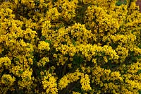 Genista 'Porlock'