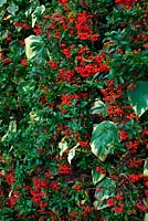 Red berried Pyracantha coccinea with Hedera algeriensis 'Gloire de Marengo'  - v -  AGM in November on a house wall