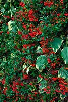 Red berried Pyracantha coccinea with Hedera algeriensis 'Gloire de Marengo'  - v -  AGM in November on a house wall