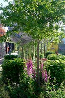 RHS Chelsea Flower Show 2014 - City of London Corporation Oak Processionary Moth Garden. Designer Helen Elks-Smith. Fresh Garden