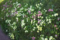 Hybridised Primula vulgaris on roadside bank