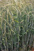 Secale cereale - Rye showing graze or browse line caused by rabbits