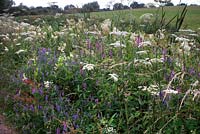 Diverse flora including Centaurea nigra Knapweed, Marsh Woundwort Stachys palustris and Vicia cracca Tufted vetch on the banks of the Grand western Canal Devon