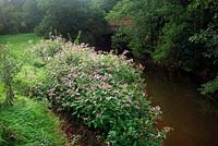 Himalayan balsam Impatiens glandulifera on banks of River Culm in Devon, UK
