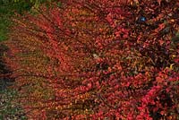 Berberis wilsoniae hedge - fall colour - autumn