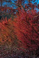 Berberis wilsoniae hedge - fall colour - autumn