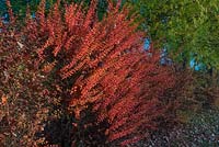 Berberis wilsoniae hedge - fall colour - autumn