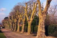Heavily pollarded Plane trees Platanus x acerifolia - Wellington Park, Somerset, UK