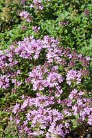 Thymus pseudolanuginosus - Thyme in flower