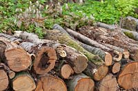 Log piles for wildlife habitat in a woodland garden