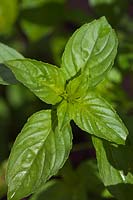 Ocimum basilicum var.citriodorum - Lemon Basil