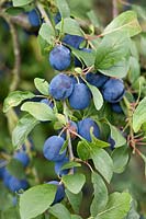 Prunus domestica 'Farleigh' - Damson